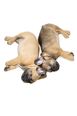 Image showing french bulldog puppies sleeping