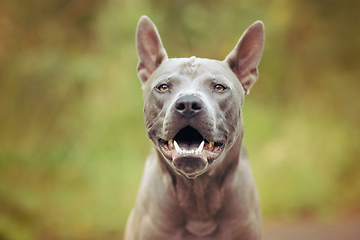 Image showing thai ridgeback dog outdoors