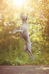 Image showing thai ridgeback dog outdoors