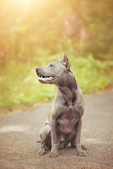 Image showing thai ridgeback dog outdoors