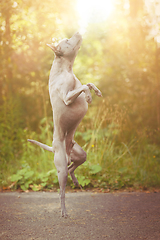 Image showing thai ridgeback dog outdoors