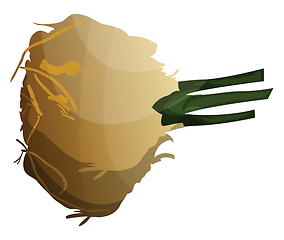 Image showing Cartoon celeriac vector illustration of vegetables on white back