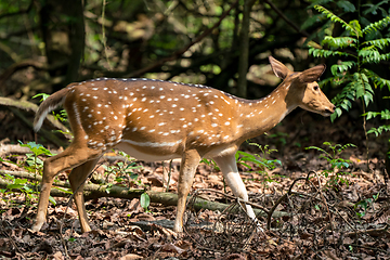 Image showing spotted or sika deer in the jungle