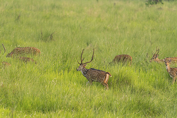 Image showing Sika or spotted deers herd in the elephant grass