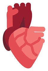 Image showing Vector illustration of a human heart on white background 