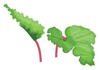 Image showing Green and pink rhubarb leafs vector illustration of vegetables o