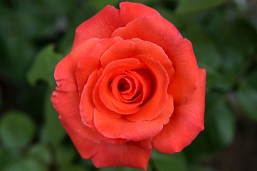 Image showing Red rose