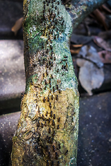 Image showing Termites colony, Taman Negara national park, Malaysia