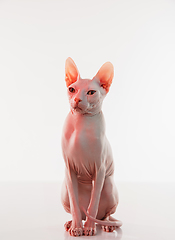 Image showing Cute sphynx cat, kitty posing isolated over white studio background in neon light