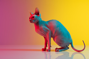 Image showing Cute sphynx cat, kitty posing isolated over gradient studio background in neon light