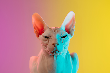 Image showing Cute sphynx cat, kitty posing isolated over gradient studio background in neon light