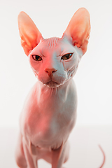 Image showing Cute sphynx cat, kitty posing isolated over white studio background in neon light