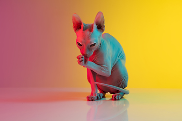 Image showing Cute sphynx cat, kitty posing isolated over gradient studio background in neon light