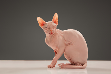 Image showing Cute sphynx cat, kitty posing isolated over gray studio background