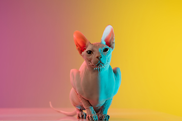 Image showing Cute sphynx cat, kitty posing isolated over gradient studio background in neon light