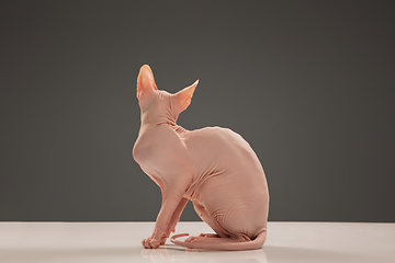 Image showing Cute sphynx cat, kitty posing isolated over gray studio background