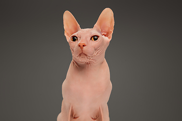 Image showing Cute sphynx cat, kitty posing isolated over gray studio background