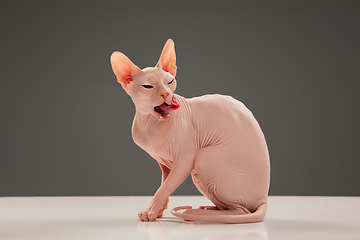 Image showing Cute sphynx cat, kitty posing isolated over gray studio background