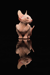 Image showing Cute sphynx cat, kitty posing isolated over black studio background