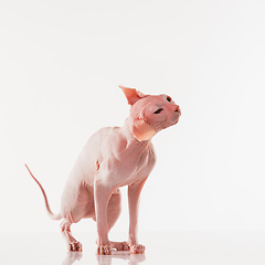 Image showing Cute sphynx cat, kitty posing isolated over white studio background in neon