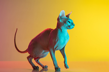 Image showing Cute sphynx cat, kitty posing isolated over gradient studio background in neon light