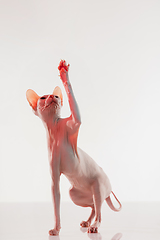 Image showing Cute sphynx cat, kitty posing isolated over white studio background in neon light