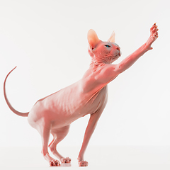 Image showing Cute sphynx cat, kitty posing isolated over white studio background in neon