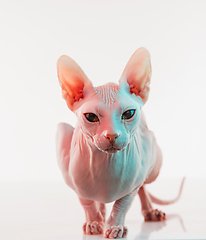 Image showing Cute sphynx cat, kitty posing isolated over white studio background in neon light