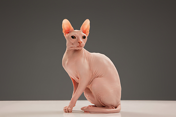 Image showing Cute sphynx cat, kitty posing isolated over gray studio background