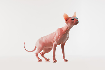 Image showing Cute sphynx cat, kitty posing isolated over white studio background in neon