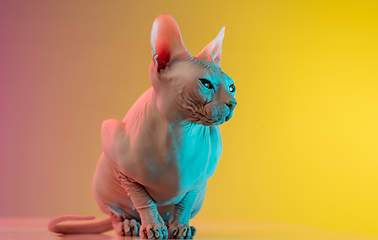 Image showing Cute sphynx cat, kitty posing isolated over gradient studio background in neon light