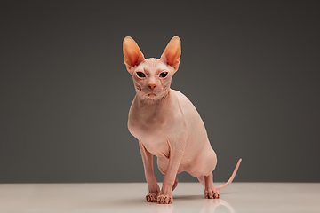 Image showing Cute sphynx cat, kitty posing isolated over gray studio background