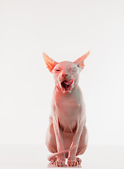 Image showing Cute sphynx cat, kitty posing isolated over white studio background in neon light