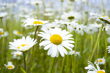 Image showing Daisy in Bloom