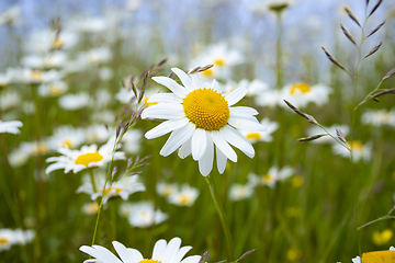 Image showing Daisy in Bloom