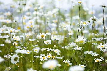 Image showing Daisy in Bloom