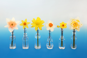 Image showing Spring Daffodil Collection in Glass Bottles