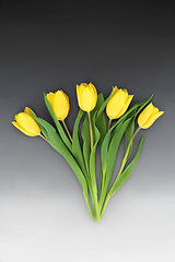 Image showing Yellow Tulip Flower Abstract Design for Spring 