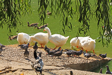 Image showing Goose flock