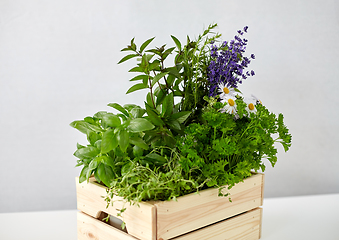 Image showing green herbs and flowers in wooden box on table