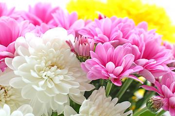 Image showing Chrysanthemum colors