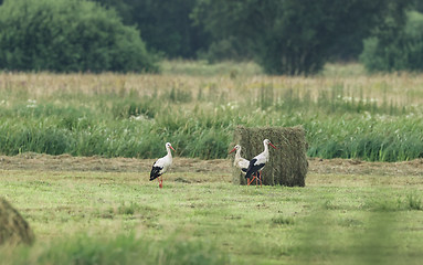 Image showing White Stork in meadow