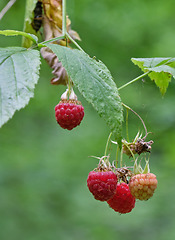 Image showing Red Raspberry close up