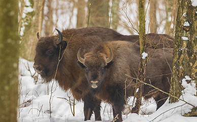 Image showing European Bison(Bison bonasus) in wintertime forest