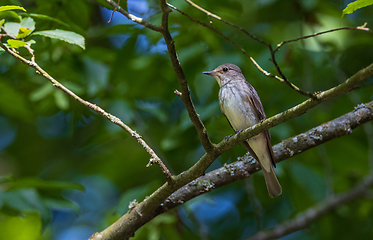 Image showing Spotted Flycatcher (Muscicapa striata) on branch