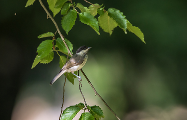 Image showing Marsh Tit(Poecile palustris) in summer