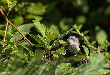 Image showing Common Whitethroat(Sylvia communis) among branches
