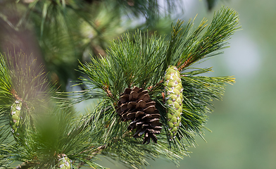 Image showing Eastern white pine cone