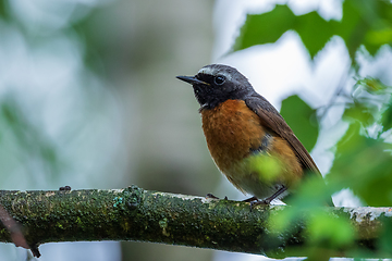 Image showing Common Redstart (Phoenicurus phoenicurus) on branch