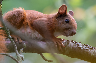 Image showing Eurasian Red Squirrel sitting on branch in summer